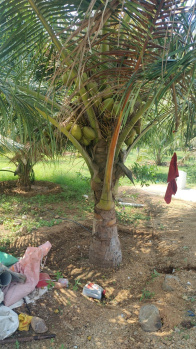 Aliyar dam nearly coconut farm sales