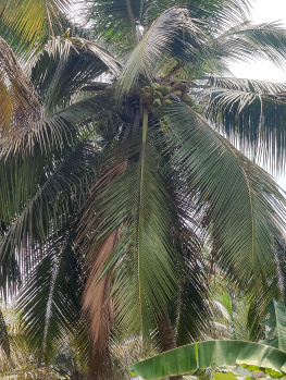 Good water condition coconut farm sales