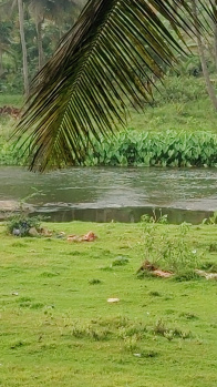 Agricultural/Farm Land for Sale in Pollachi, Coimbatore (1 Ares)