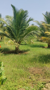 Agricultural/Farm Land for Sale in Pollachi, Coimbatore (1 Acre)