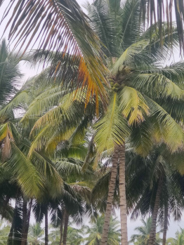Aliyar dam nearly coconut farm sales
