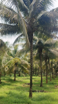 Pollachi to Coimbatore road nearly
