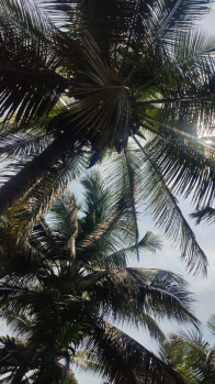 3 Acre Agricultural/Farm Land for Sale in Pollachi, Coimbatore