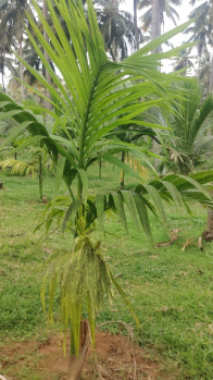 1.5 Acre Agricultural/Farm Land for Sale in Pollachi, Coimbatore