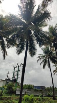 350 Cent Agricultural/Farm Land for Sale in Pollachi, Coimbatore