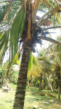 4 Acre Agricultural/Farm Land for Sale in Pollachi, Coimbatore