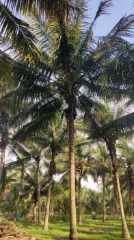 130 Cent Agricultural/Farm Land for Sale in Pollachi, Coimbatore