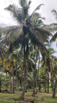 550 Cent Agricultural/Farm Land for Sale in Pollachi, Coimbatore