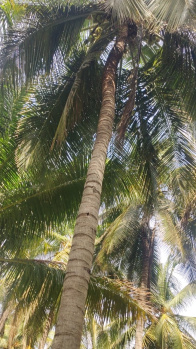 4 Acre Agricultural/Farm Land for Sale in Pollachi, Coimbatore