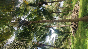 Agricultural/Farm Land for Sale in Mahalingapuram, Coimbatore (1 Ares)