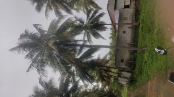 11 acra low purged coconut farm sales