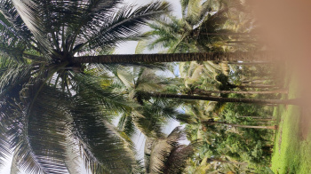 Aliyar dam nearly coconut farm sales