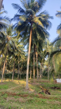 1 Acre Agricultural/Farm Land for Sale in Udumalai/udumalpet, Coimbatore