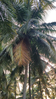 Agricultural/Farm Land for Sale in Mahalingapuram, Coimbatore (1 Acre)