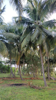 Agricultural/Farm Land for Sale in Pollachi, Coimbatore (1 Ares)