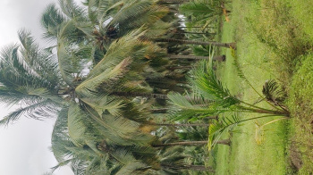 Aliyar dam nearly coconut farm sales