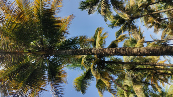 100% water condition coconut farm & agriculture property sales