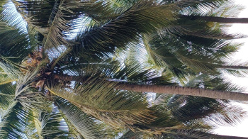 Good water condition coconut farm sales