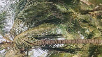 Aliyar dam nearly coconut property sales