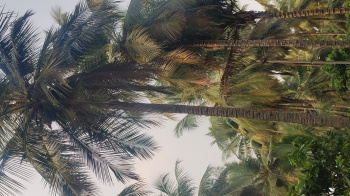 Aliyar dam nearly coconut property sales