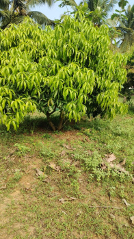 Agricultural/Farm Land for Sale in Pollachi, Coimbatore (1 Acre)