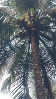 Pollachi to aliyar dam road nearly