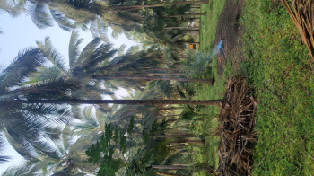 Good investment coconut farm sales