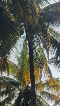 Good water contione coconut property