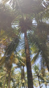 Aliyar dam nearly coconut property sales