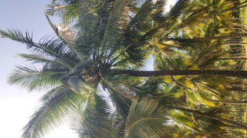 Low purged coconut property sales
