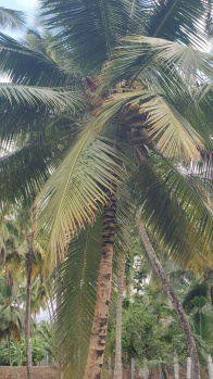 Agricultural/Farm Land for Sale in Palakkad Road, Coimbatore (1 Ares)