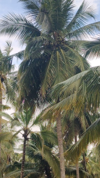 House and village attached coconut property sales