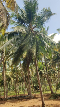 💯 Investment coconut property