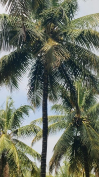 12 acre coconut property for sale on Pollachi to palakkad road