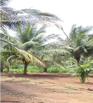 5 Acre Agricultural/Farm Land for Sale in Kinathukadavu, Coimbatore