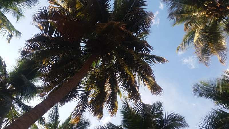 12 coconut farm land