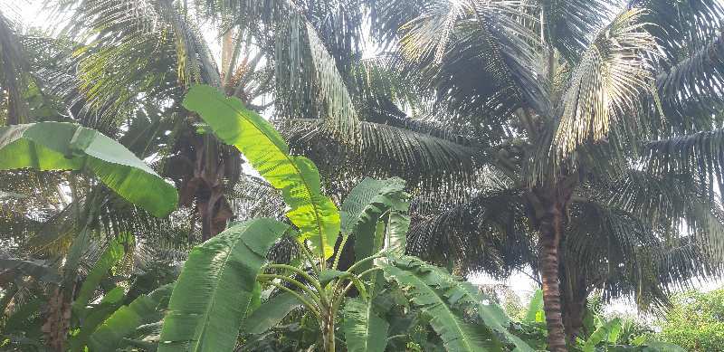 24 acra's coconut land