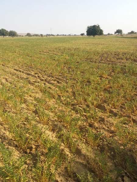 25 Bigha Agricultural/Farm Land for Sale in Shahjahanpur, Alwar