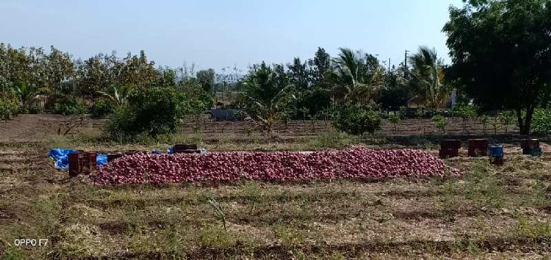 80 Acre Agricultural/Farm Land for Sale in Satana, Nashik