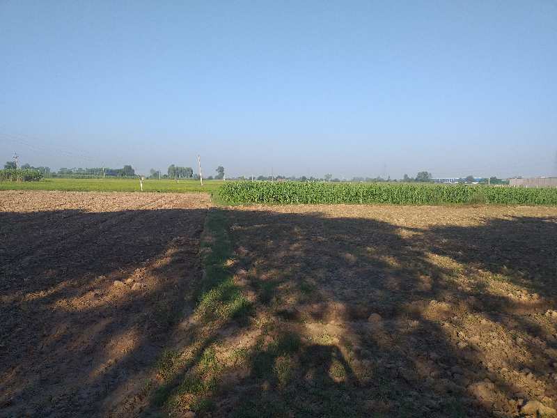 9 Bigha Agricultural/Farm Land for Sale in Chandigarh Road, Rajpura