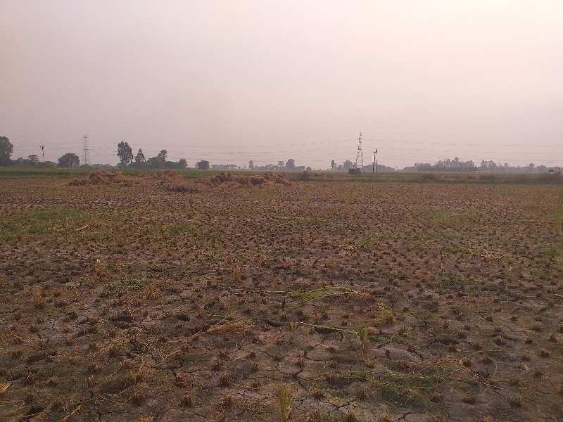 160 Bigha Agricultural/Farm Land for Sale in Landran Banur Road, Mohali