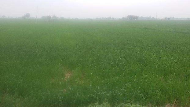 Agricultural/Farm Land for Sale in Chandigarh Road, Rajpura (100 Acre)