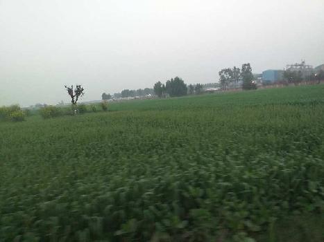 21 Bigha Industrial Land / Plot for Sale in Mirzapur, Mohali