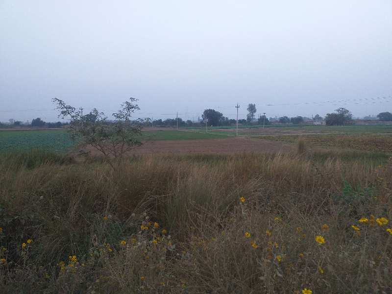14 Acre Agricultural/Farm Land for Sale in Chandigarh Road, Rajpura