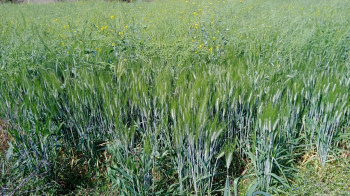 Agricultural/Farm Land for Sale in Bandhavgarh National Park, Umaria (20 Acre)