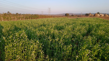 Agricultural/Farm Land for Sale in Bandhavgarh National Park, Umaria (35 Acre)