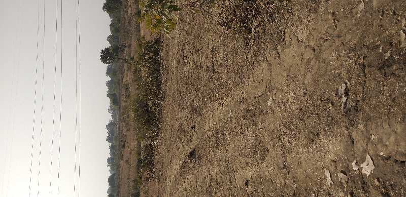Agricultural/Farm Land for Sale in Chandia, Umaria (275 Acre)