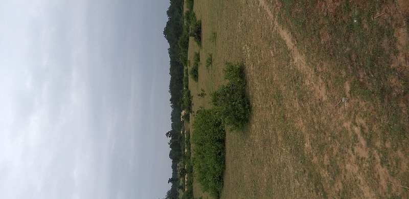 Agricultural/Farm Land for Sale in Barbaspur, Umaria (154 Acre)