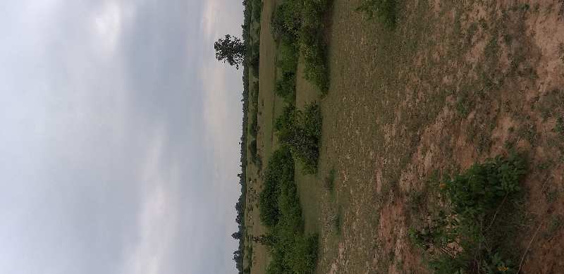 Agricultural/Farm Land for Sale in Sohagpur, Shahdol (101 Acre)