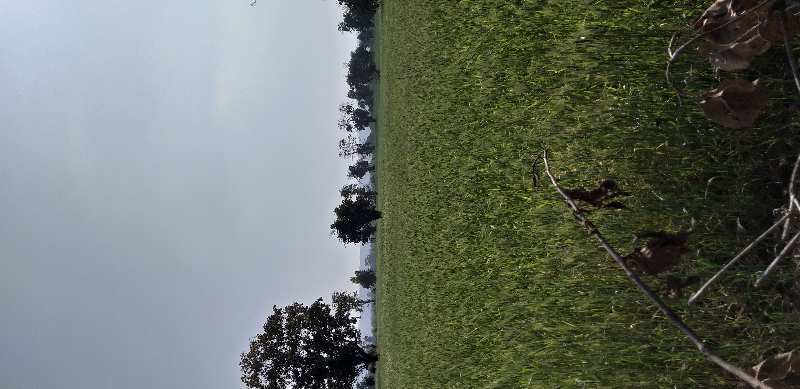 Agricultural/Farm Land for Sale in Madhya Pradesh (50 Acre)